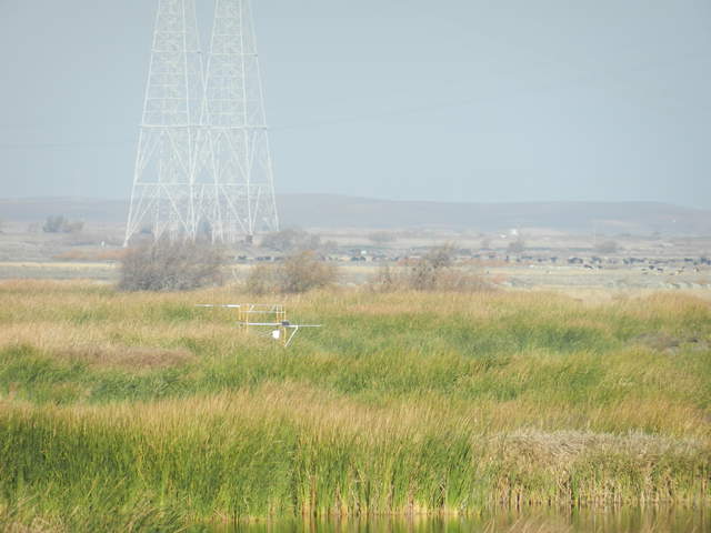 View of the Tule Tower from the levee north of Mayberry Slough