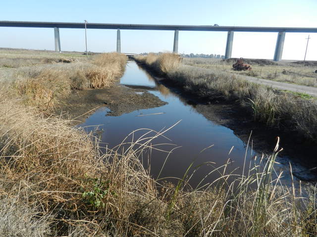 Low water in the ditch south of the cow pasture on Sherman Island