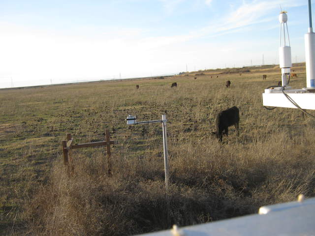 Birds and cow