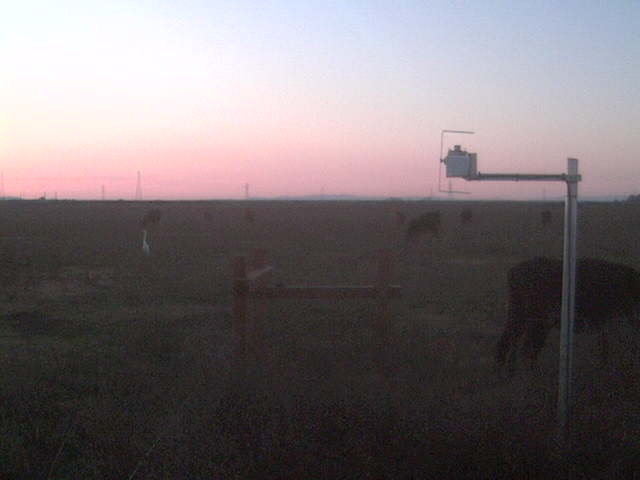 Cows and Great white egret