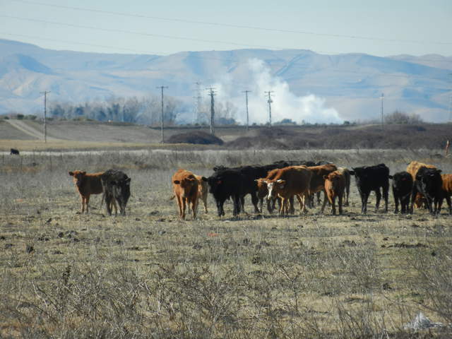 Cows at Sherman