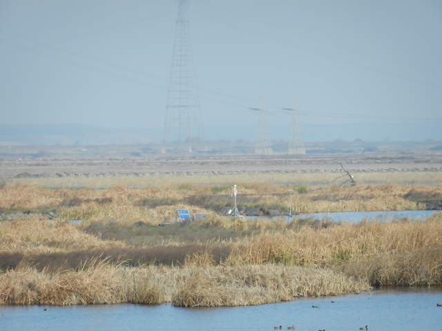 Tripod tower among brown wetland

