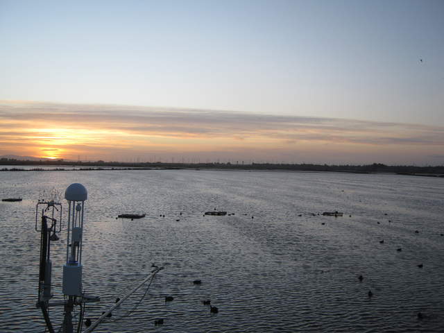 Sunset and birds at the rice paddy