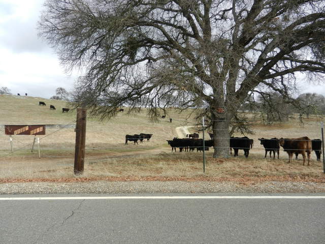  Cows At Fence