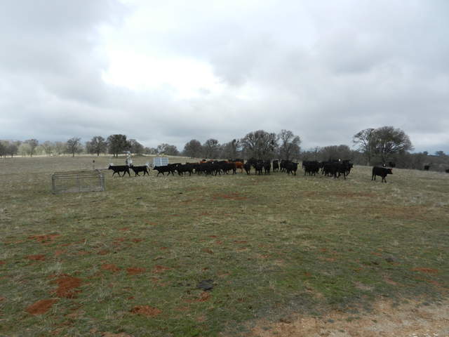  Cows At Site 1