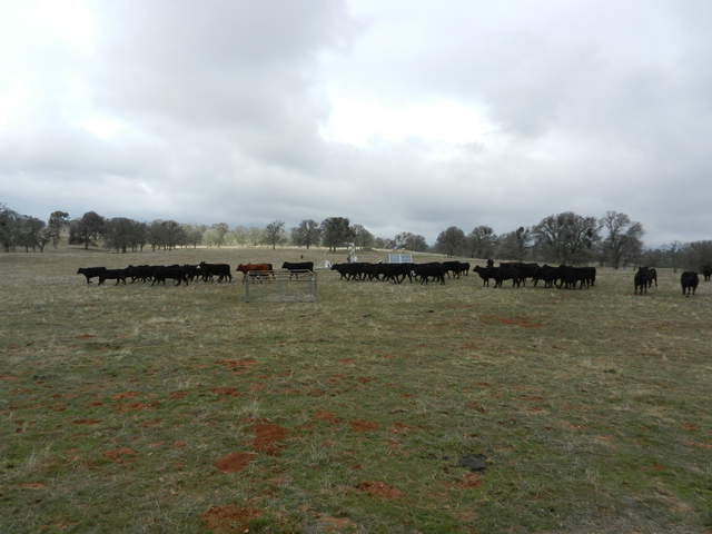  Cows At Site 2