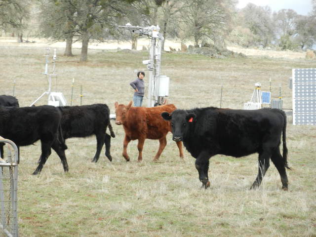  Siyan Cows