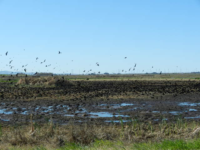 Flock of blackbirds on tilled rice field