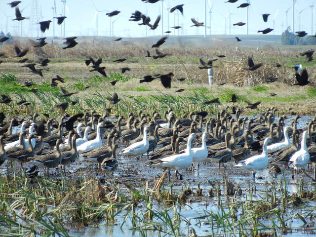  Geese Black Birds