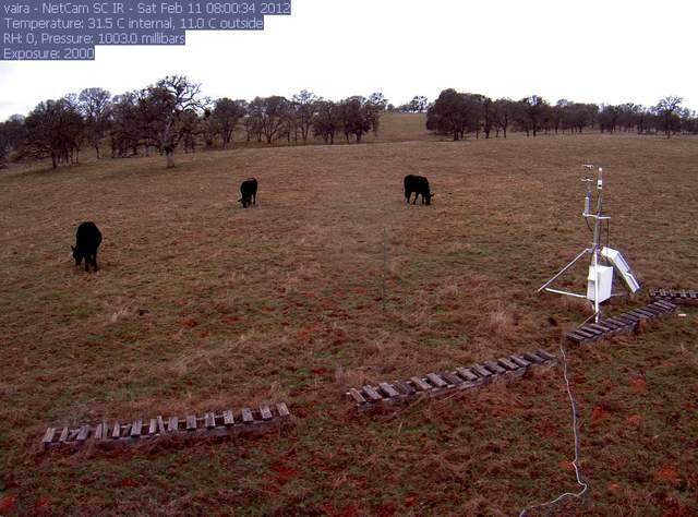 Cows grazing at Vaira