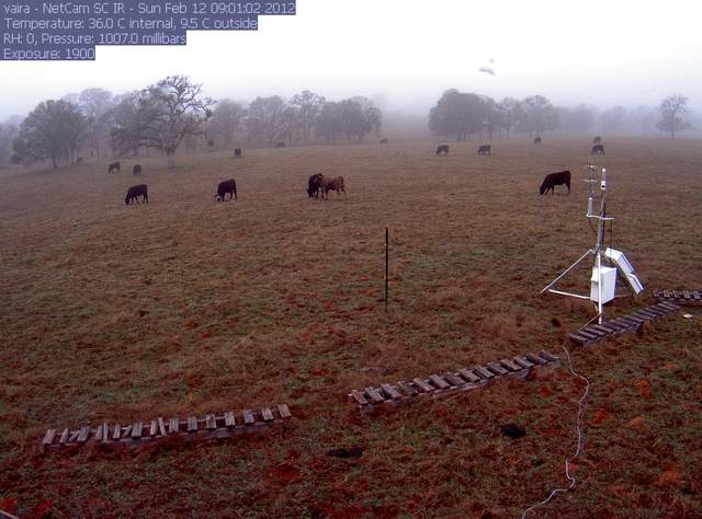 Cows grazing at Vaira in the fog