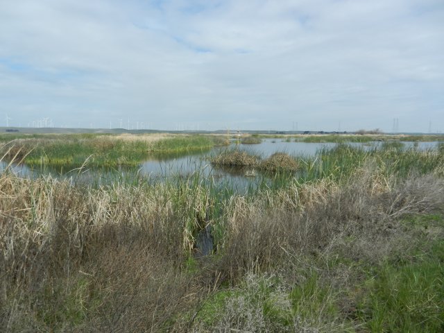 Wetland is beginning to green up with new cattails coming up in areas of shallow water