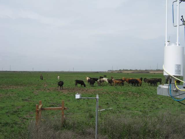 Cows, fence down for LGR trailer