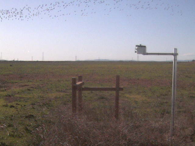 Flock of birds
