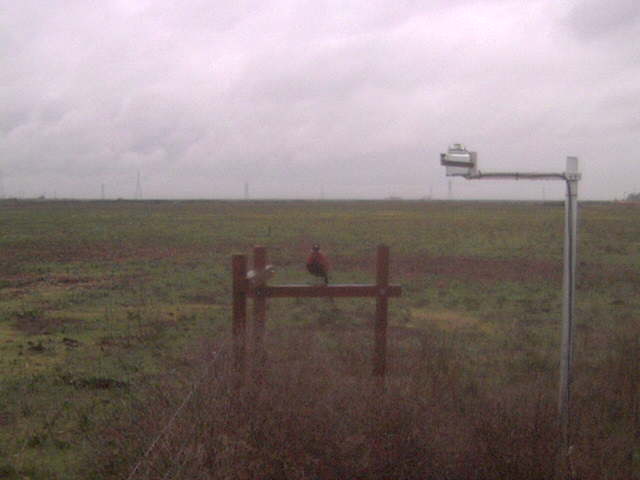 Pheasant on fence