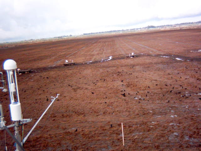 Black birds on fallow rice field