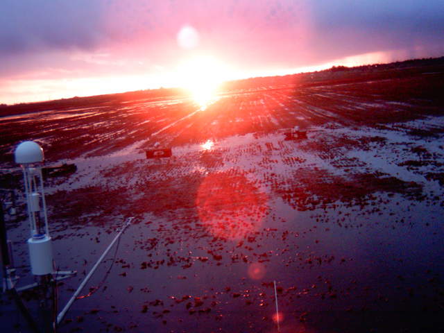 view of field site