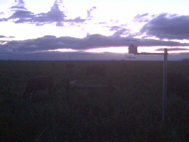 Nice sunset with cows