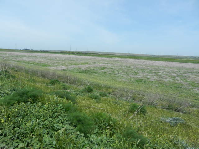 Field of pepperweed flowers