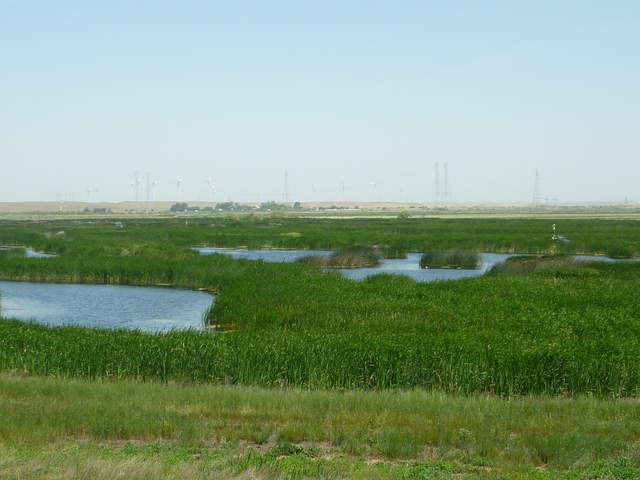 Green wetland