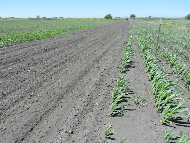  New And Old Corn