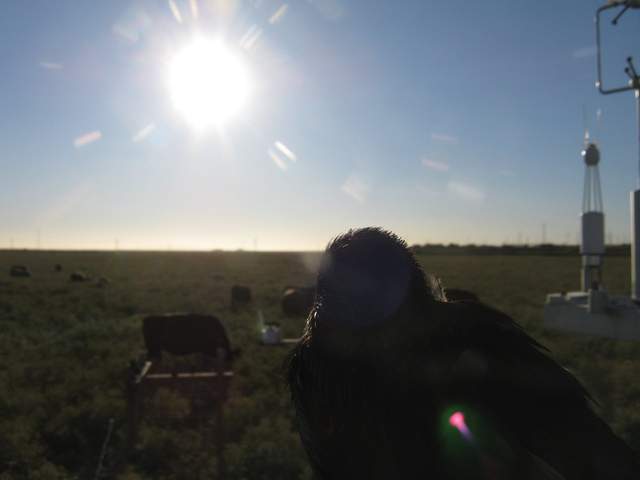 Bird perched in front of camera