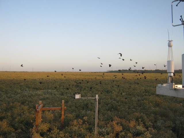 Flock of black birds