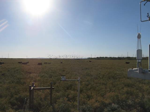 Cows and a flock of birds