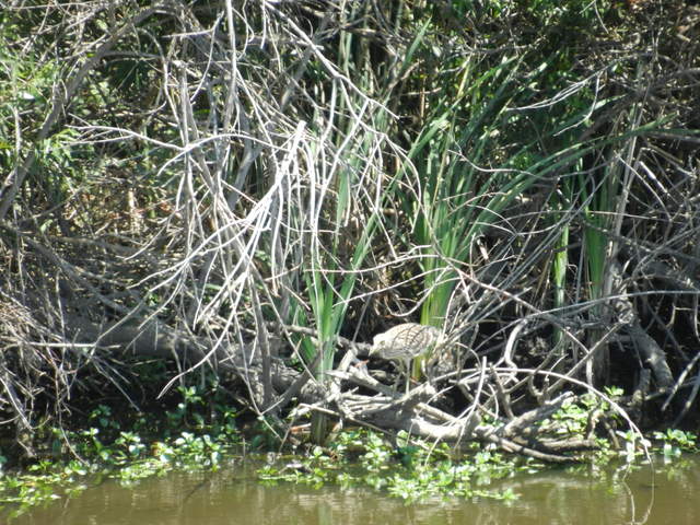 Bittern hanging out at edge of the wetland