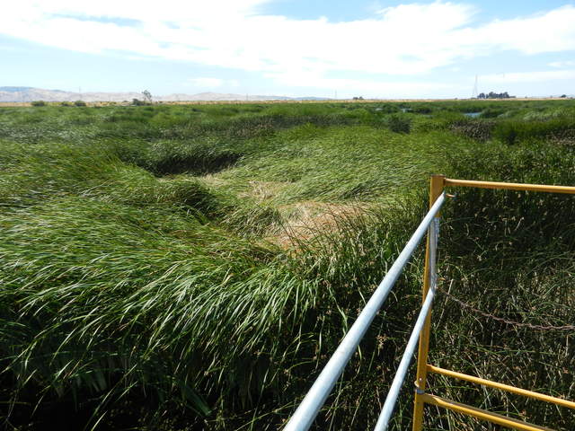 Cattails blown down by high winds