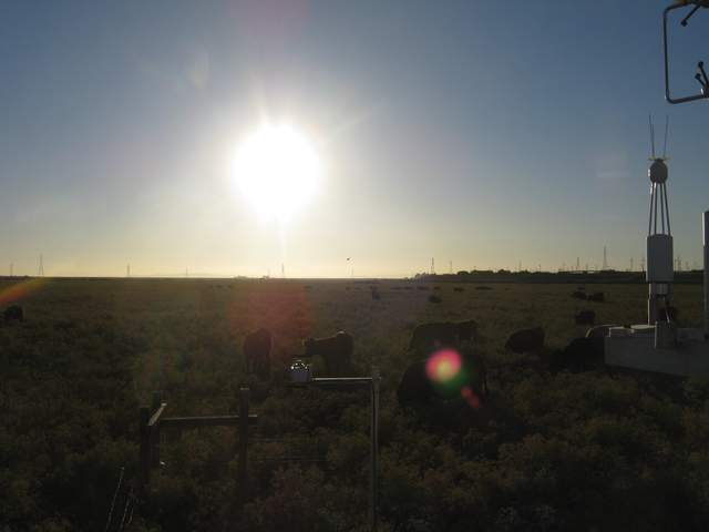 Late afternoon cows