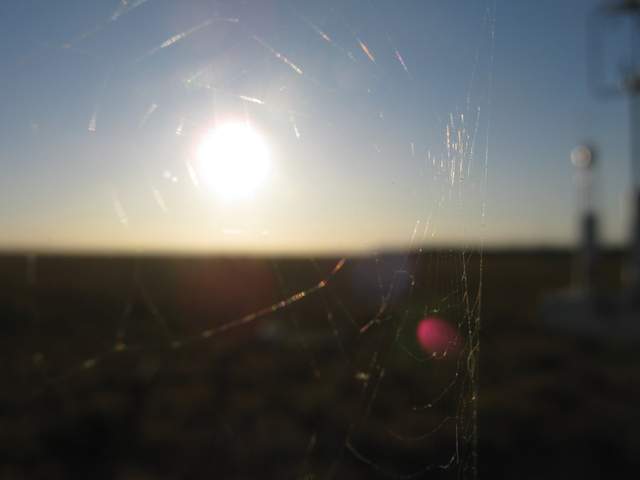 Spiderweb