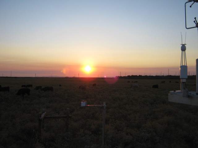 Cows at sunset