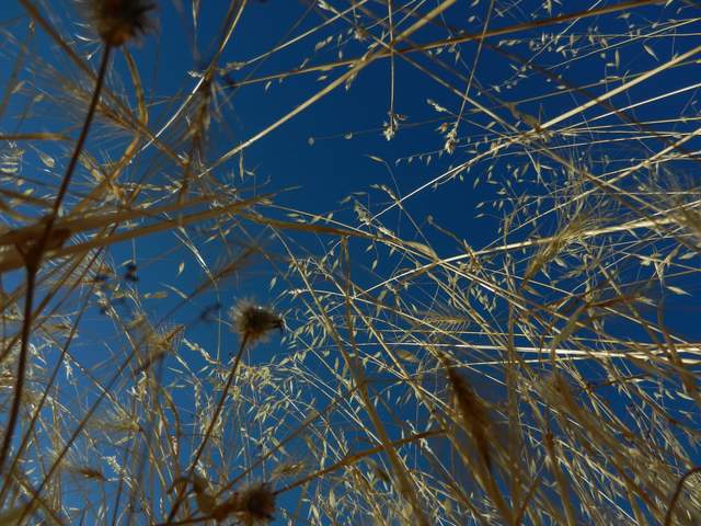 Looking up at the grass canopy