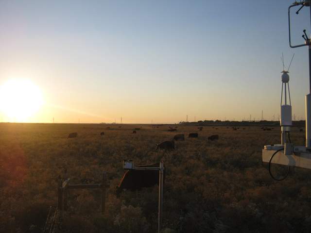 Cows at sunset