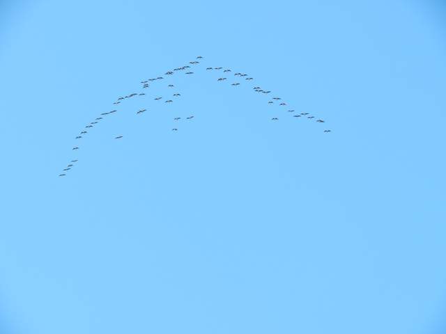  Geese Flock