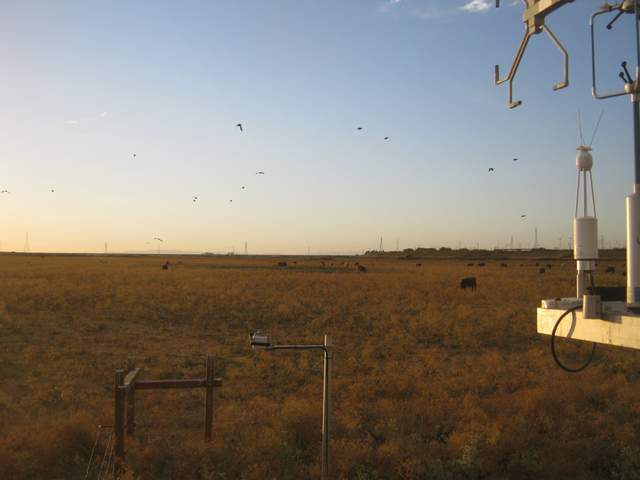 Birds and cows