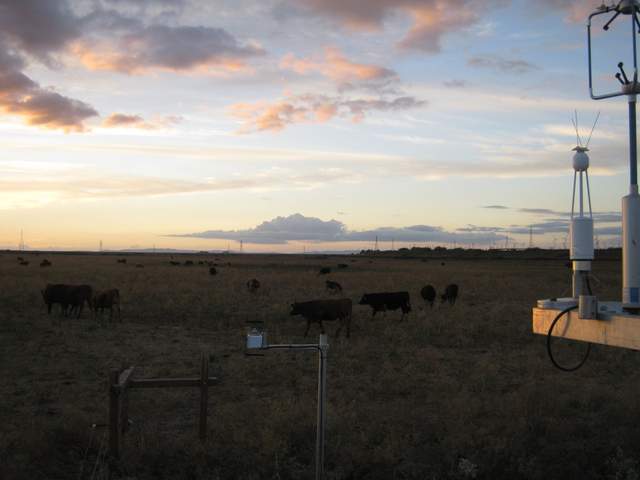 Cows at dusk