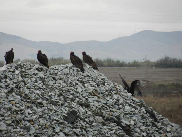 Turkey Vultures