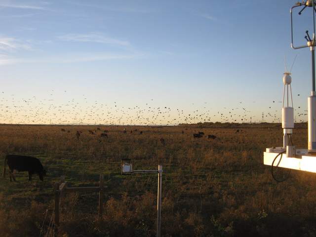 Cows and flock of birds in flight at dusk