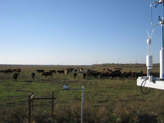 Lots of cows near measurement site