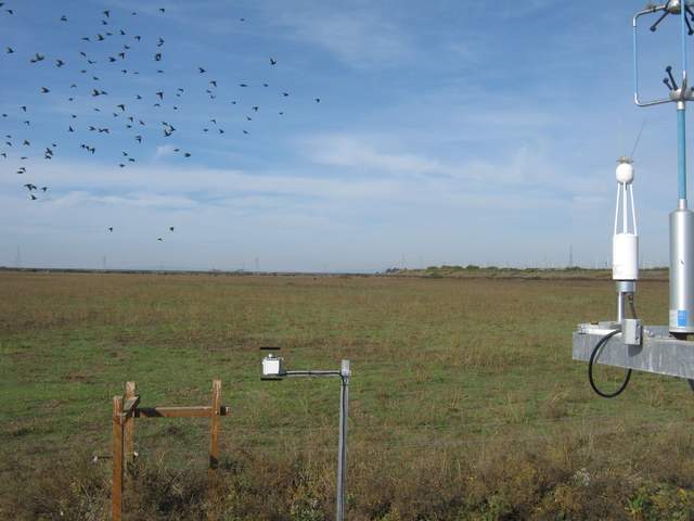 Flock of birds in flight over cow pasture