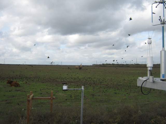 Flock of birds and tractor bringing hay to feed cows