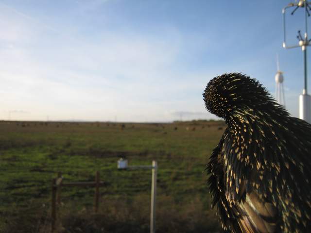 Starling pruning close up