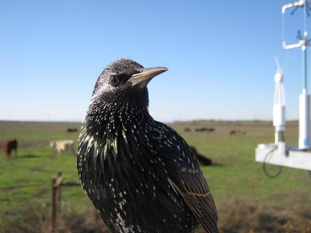 Starling photo bomb