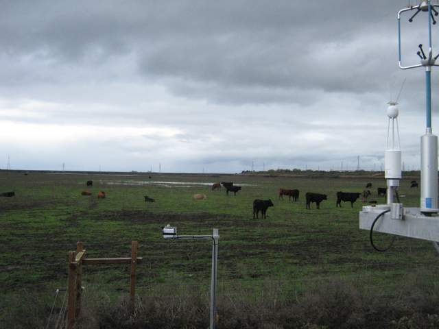 Cows and standing water