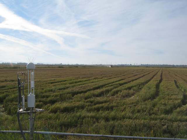 Tractor harvesting the rice