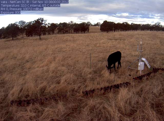 Cow inside the fence