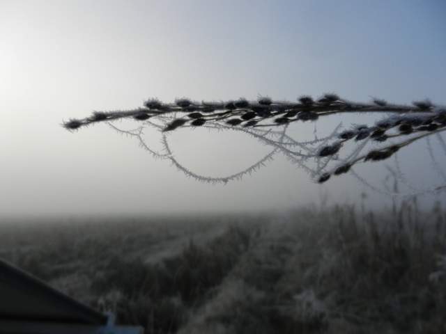  Frosted Grass