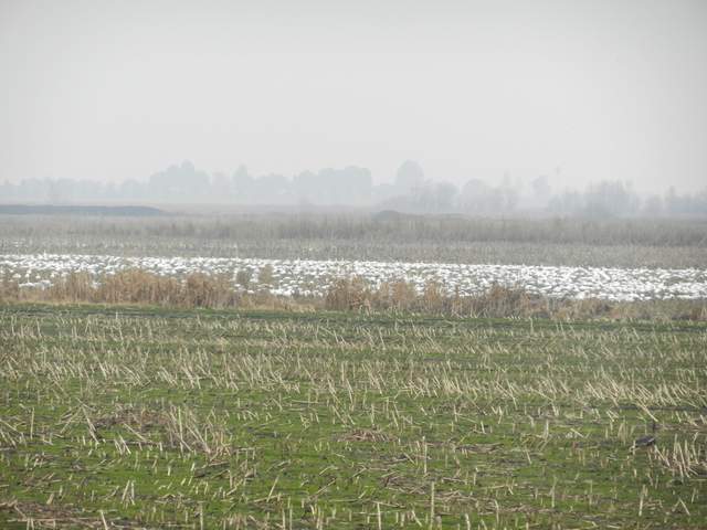 Snow Geese in the corn field